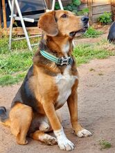 BILLYJO, Hund, Mischlingshund in Wasbek - Bild 12