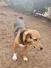 BILLYJO, Hund, Mischlingshund in Wasbek - Bild 15