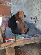 BILLYJO, Hund, Mischlingshund in Wasbek - Bild 7