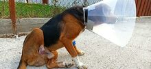 BILLYJO, Hund, Mischlingshund in Wasbek - Bild 8