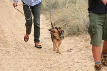 FRIEDER, Hund, Collie-Mix in Spanien - Bild 10
