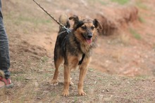 FRIEDER, Hund, Collie-Mix in Spanien - Bild 11