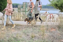 FRIEDER, Hund, Collie-Mix in Spanien - Bild 5