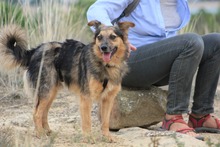 FRIEDER, Hund, Collie-Mix in Spanien - Bild 9