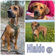 HIALDO, Hund, Rhodesian Ridgeback-Mix in Neu-Isenburg - Bild 1