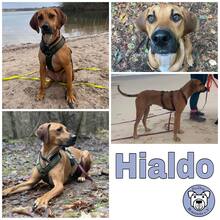 HIALDO, Hund, Rhodesian Ridgeback-Mix in Neu-Isenburg - Bild 2