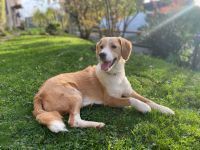 IRIS, Hund, Mischlingshund in Ansbach - Bild 1