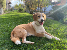 IRIS, Hund, Mischlingshund in Ansbach - Bild 5