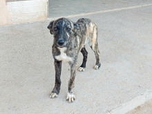 NANO-NINO, Hund, Mischlingshund in Hennigsdorf