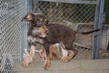 ELEKTRA, Hund, Mischlingshund in Bulgarien - Bild 1