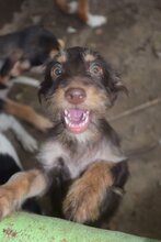 ELEKTRA, Hund, Mischlingshund in Bulgarien - Bild 2