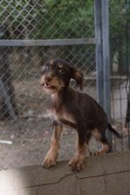 ELEKTRA, Hund, Mischlingshund in Bulgarien - Bild 3
