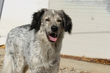 LOU, Hund, Irish Setter-Bretonischer Spaniel-Mix in Italien
