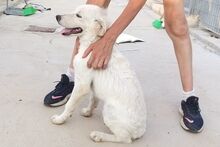 LOGAN, Hund, Irish Setter-Maremmano-Mix in Italien - Bild 35