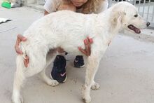 LOGAN, Hund, Irish Setter-Maremmano-Mix in Italien - Bild 36