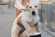 LOGAN, Hund, Irish Setter-Maremmano-Mix in Italien - Bild 37