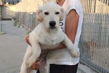 LOGAN, Hund, Irish Setter-Maremmano-Mix in Italien - Bild 38