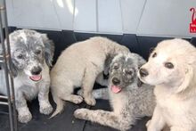 LOGAN, Hund, Irish Setter-Maremmano-Mix in Italien - Bild 40