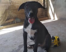 HEKTOR, Hund, Mischlingshund in Griechenland