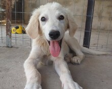 IRO, Hund, Mischlingshund in Griechenland
