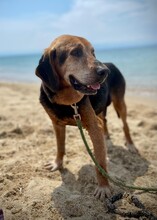 PIERRE, Hund, Mischlingshund in Griechenland - Bild 5