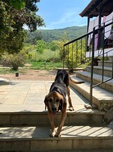 PIERRE, Hund, Mischlingshund in Griechenland - Bild 6