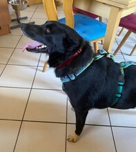 ELLA, Hund, Mischlingshund in Tholey - Bild 10