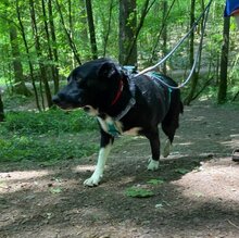 ELLA, Hund, Mischlingshund in Tholey - Bild 2