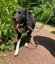ELLA, Hund, Mischlingshund in Tholey - Bild 3