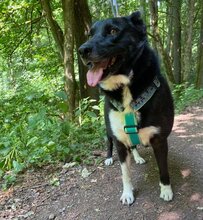 ELLA, Hund, Mischlingshund in Tholey - Bild 6