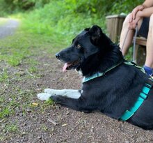 ELLA, Hund, Mischlingshund in Tholey - Bild 8