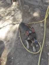 TRISTAN, Hund, Mischlingshund in Spanien - Bild 2