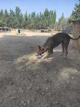 TRISTAN, Hund, Mischlingshund in Spanien - Bild 3