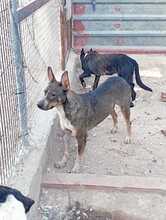 TRISTAN, Hund, Mischlingshund in Spanien - Bild 4
