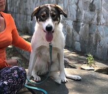 OLIVE, Hund, Mischlingshund in Griechenland - Bild 1