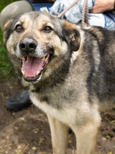 SEPPY, Hund, Mischlingshund in Bulgarien - Bild 1