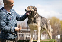 SEPPY, Hund, Mischlingshund in Bulgarien - Bild 2