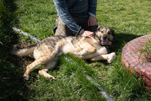 SEPPY, Hund, Mischlingshund in Bulgarien - Bild 3