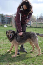 SEPPS, Hund, Mischlingshund in Bulgarien - Bild 5