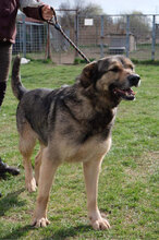 SEPPY, Hund, Mischlingshund in Bulgarien - Bild 6