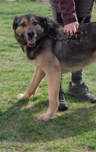 SEPPY, Hund, Mischlingshund in Bulgarien - Bild 7