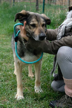 SEPPY, Hund, Mischlingshund in Bulgarien - Bild 8