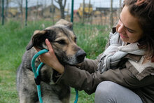 SEPPY, Hund, Mischlingshund in Bulgarien - Bild 9