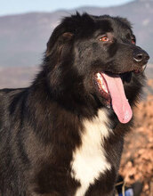 VANKO, Hund, Mischlingshund in Bulgarien - Bild 1