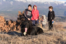 VANKO, Hund, Mischlingshund in Bulgarien - Bild 2