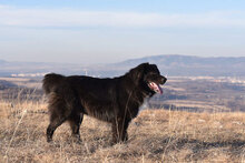 VANKO, Hund, Mischlingshund in Bulgarien - Bild 4