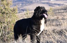 VANKO, Hund, Mischlingshund in Bulgarien - Bild 5