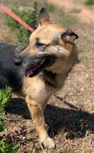 CAROLTA, Hund, Deutscher Schäferhund-Mix in Portugal - Bild 3