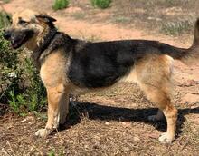 CAROLTA, Hund, Deutscher Schäferhund-Mix in Portugal - Bild 5