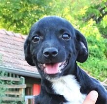 IDA, Hund, Mischlingshund in Rumänien